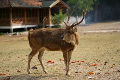 ujung-kulon-09