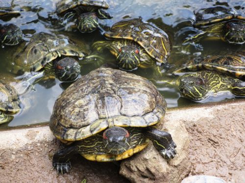 Chinese and Japanese Garden Singapore