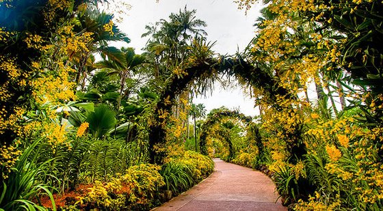 Taman Botanic Taman Botanic Garden Singapura Situs Unesco untuk Prewedding