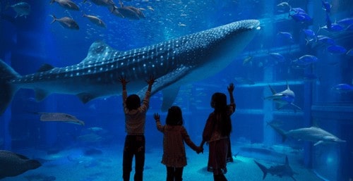 whale shark Osaka Aquarium kaiyukan