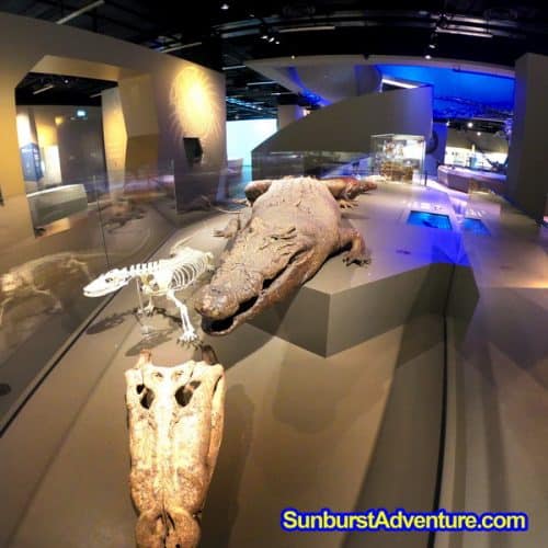 crocodile museum singapore di Lee Kong Chian Museum