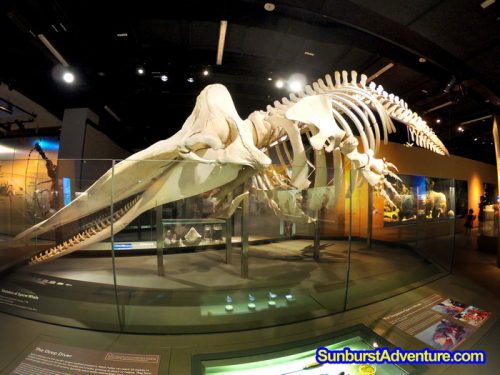 ikan paus museum singapore