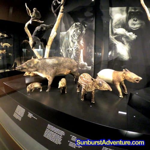 lee kong chian museum singapore