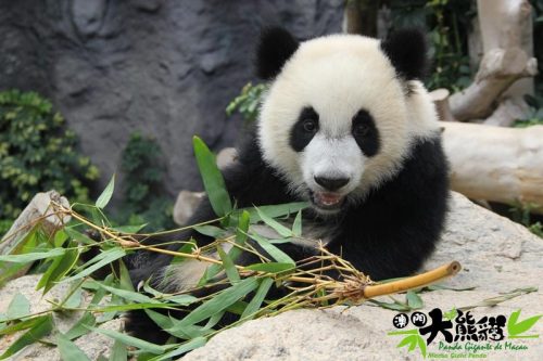 Tempat Menarik di Macau untuk keluarga