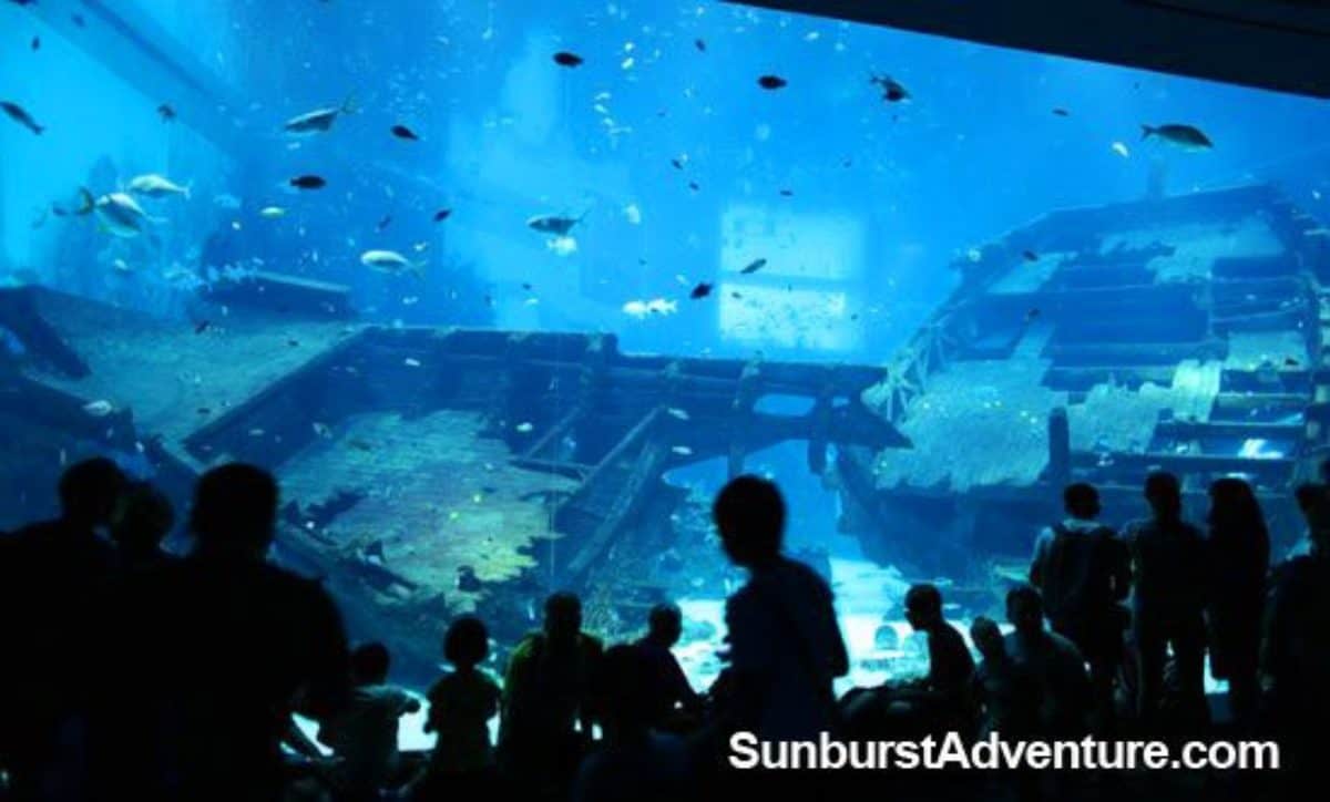 Pengalaman Ke Sea Aquarium Singapore - Sunburstadventure.com
